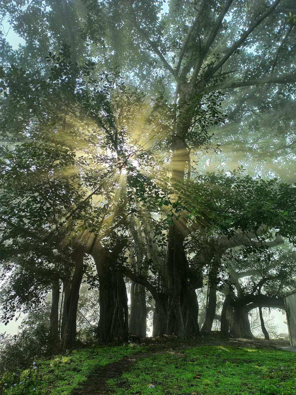 green tree under blue sky during daytime