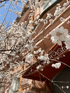 The White House front facade framed by blooming cherry trees.
