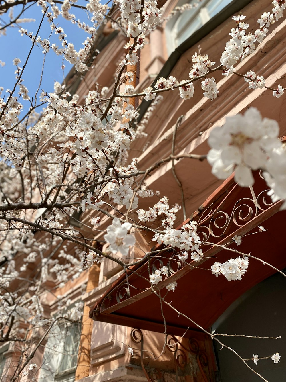 white cherry blossom tree during daytime