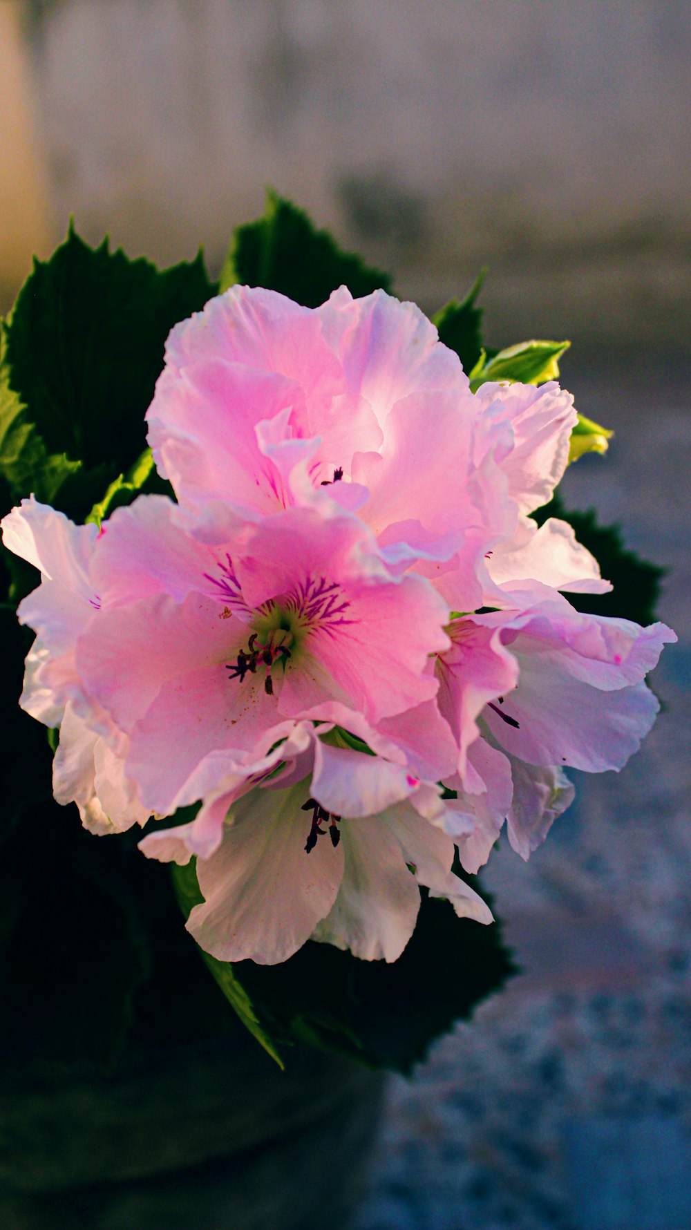 a close up of a pink flower in a pot