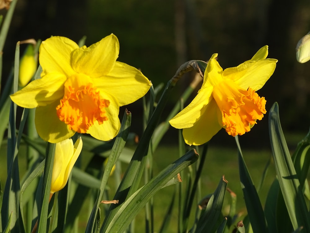 yellow daffodils in bloom during daytime