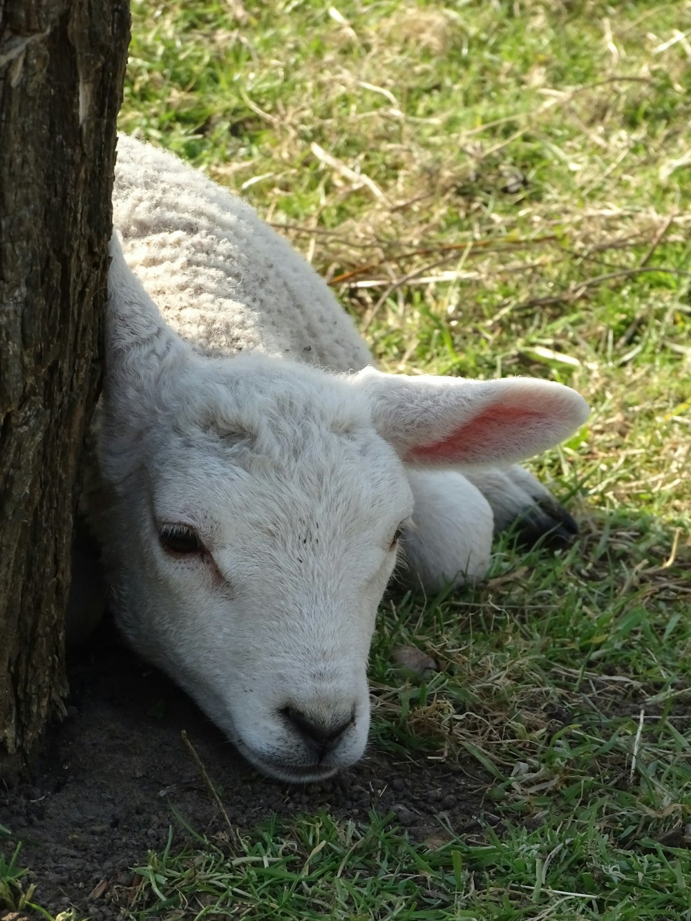 white sheep lying on green grass during daytime