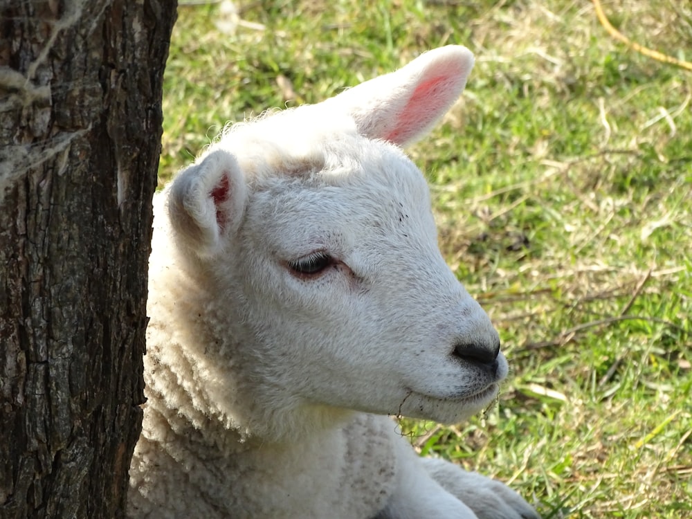 white sheep on green grass during daytime