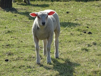 A lamb standing on green grass with soft morning light illuminating its fur.