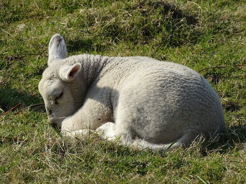 낮에는 푸른 잔디에 누워있는 흰색과 회색 동물