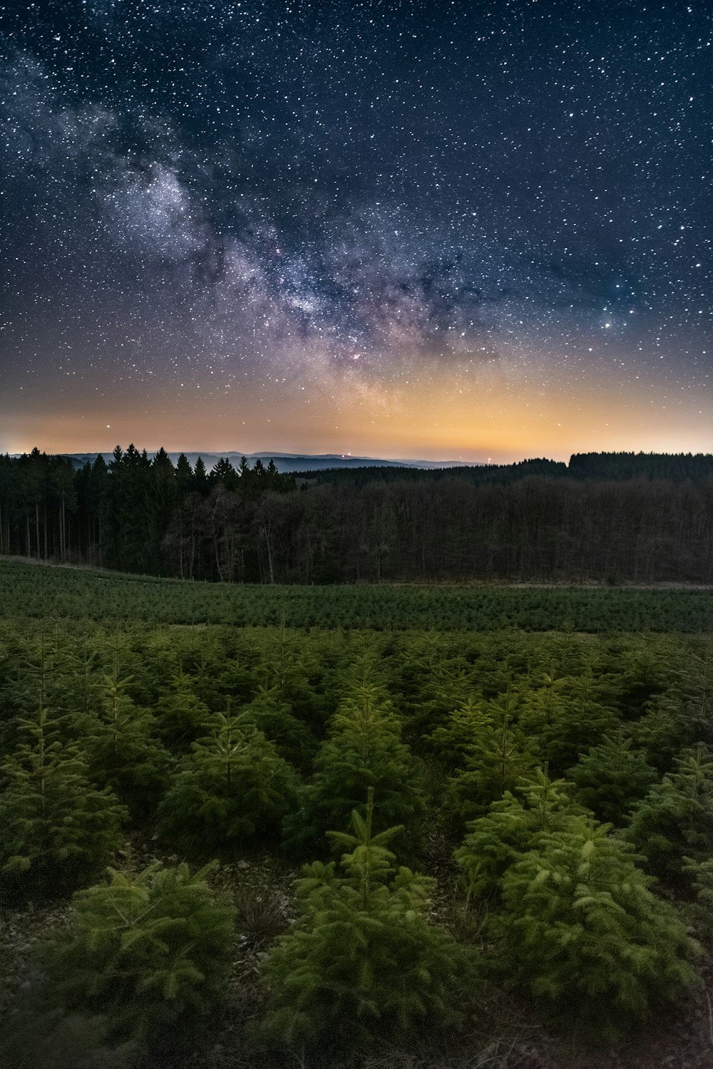 green trees under blue sky with stars during night time