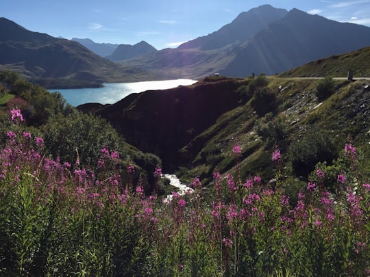 purple flower field near lake and mountains during daytime in 73480 Lanslebourg-Mont-Cenis France