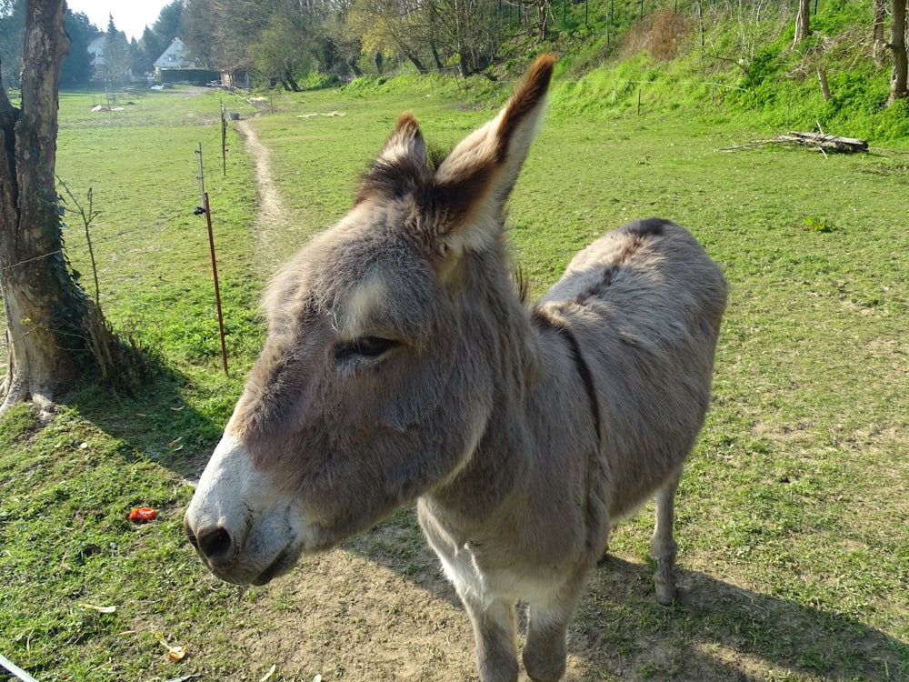 brown donkey on green grass field during daytime