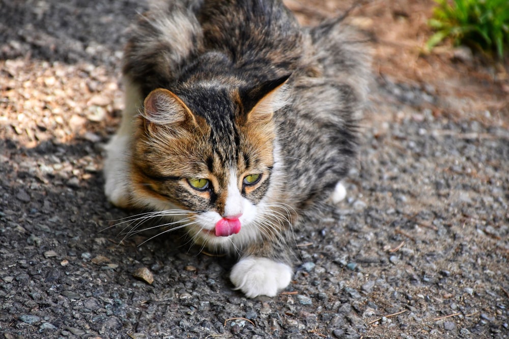 brown tabby cat on gray ground