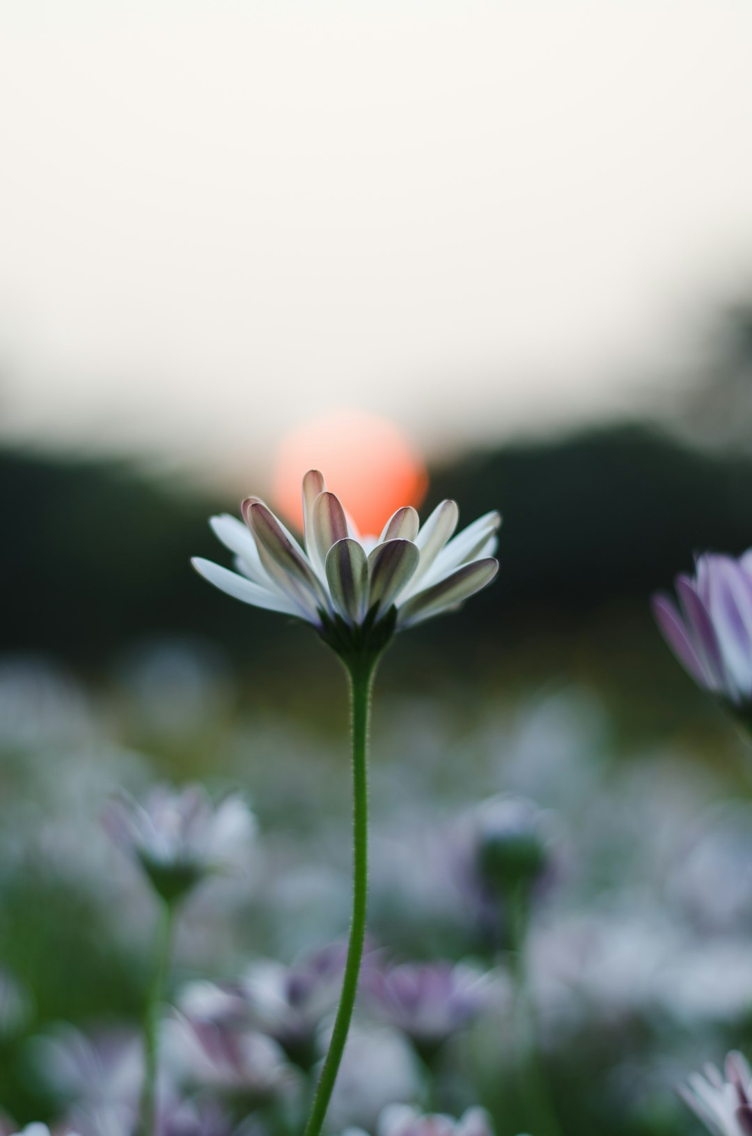 purple flower in tilt shift lens