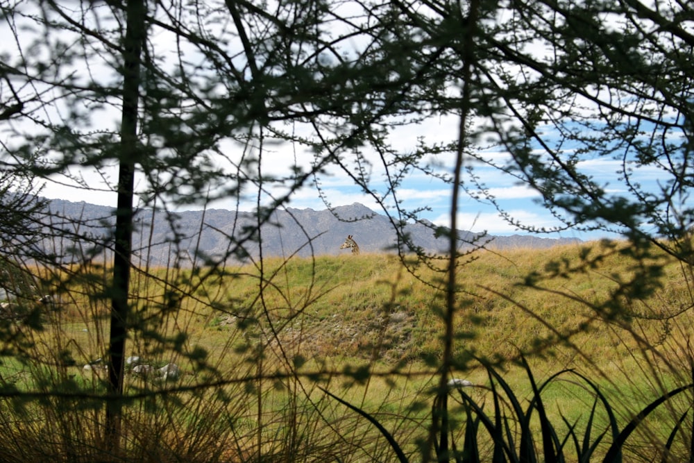 green grass field near mountain during daytime