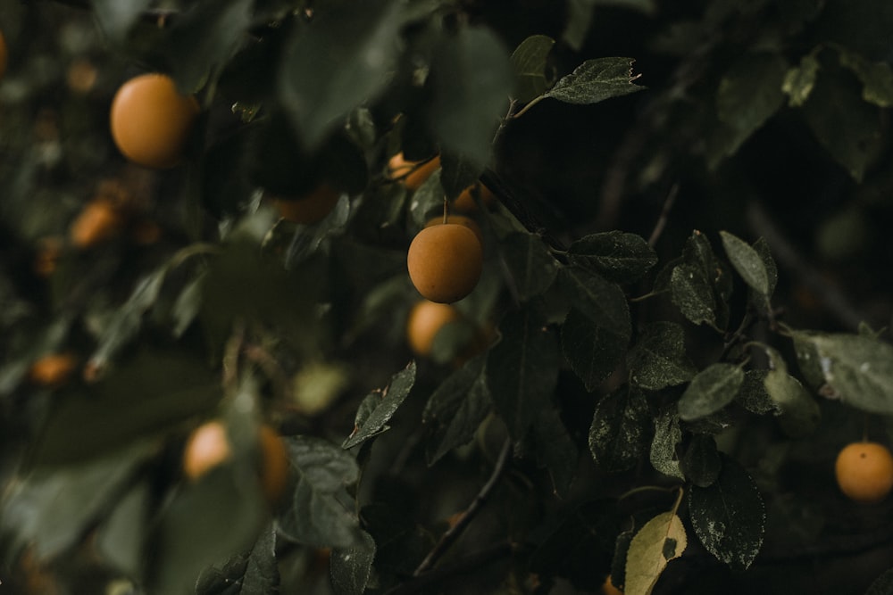 orange fruit on tree during daytime