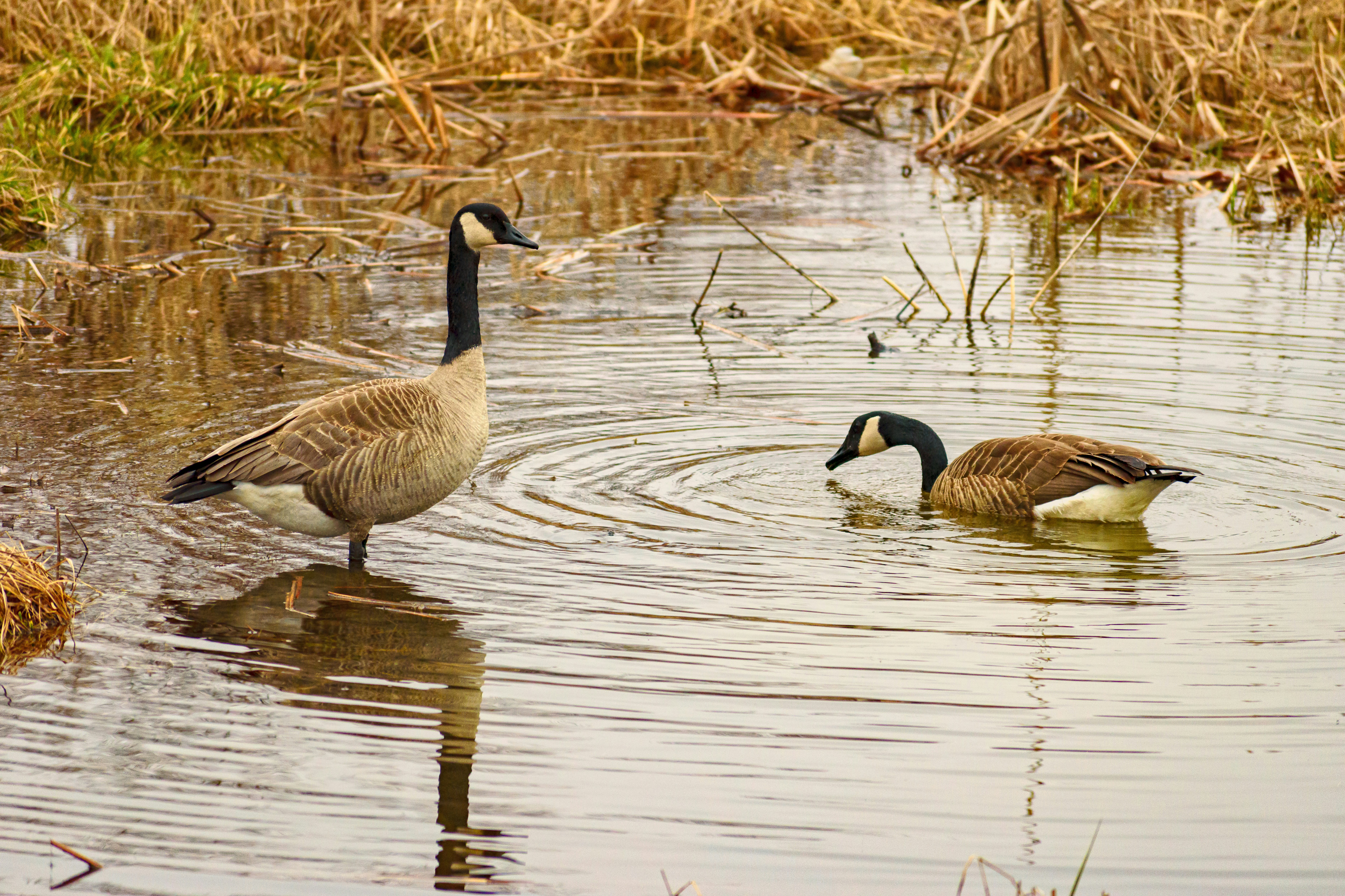 Photo by christopherphigh