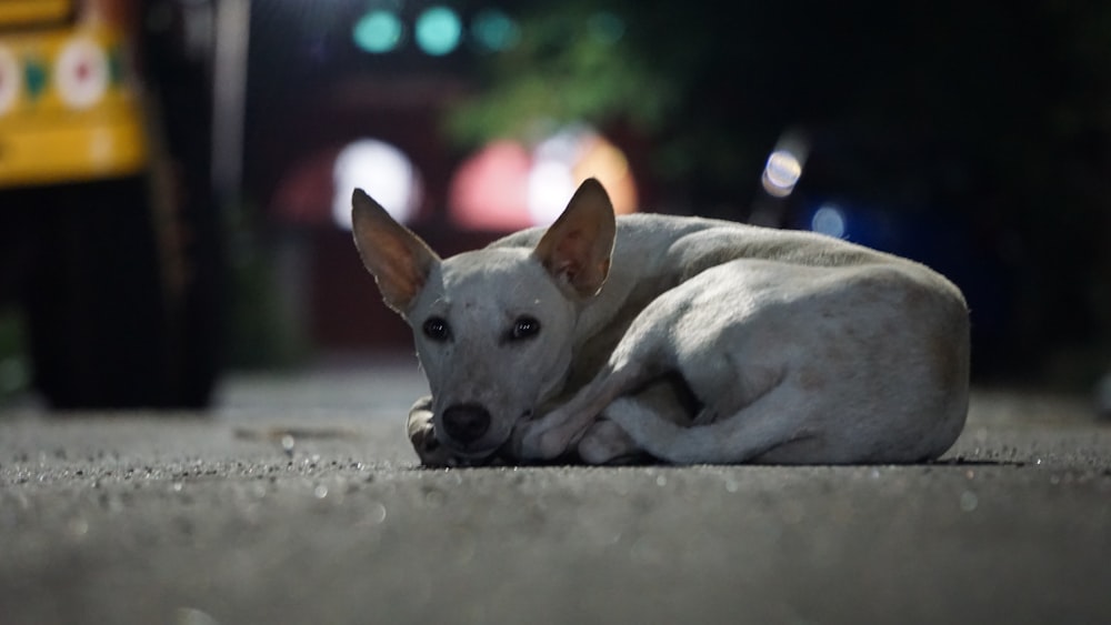 white short coated dog lying on ground