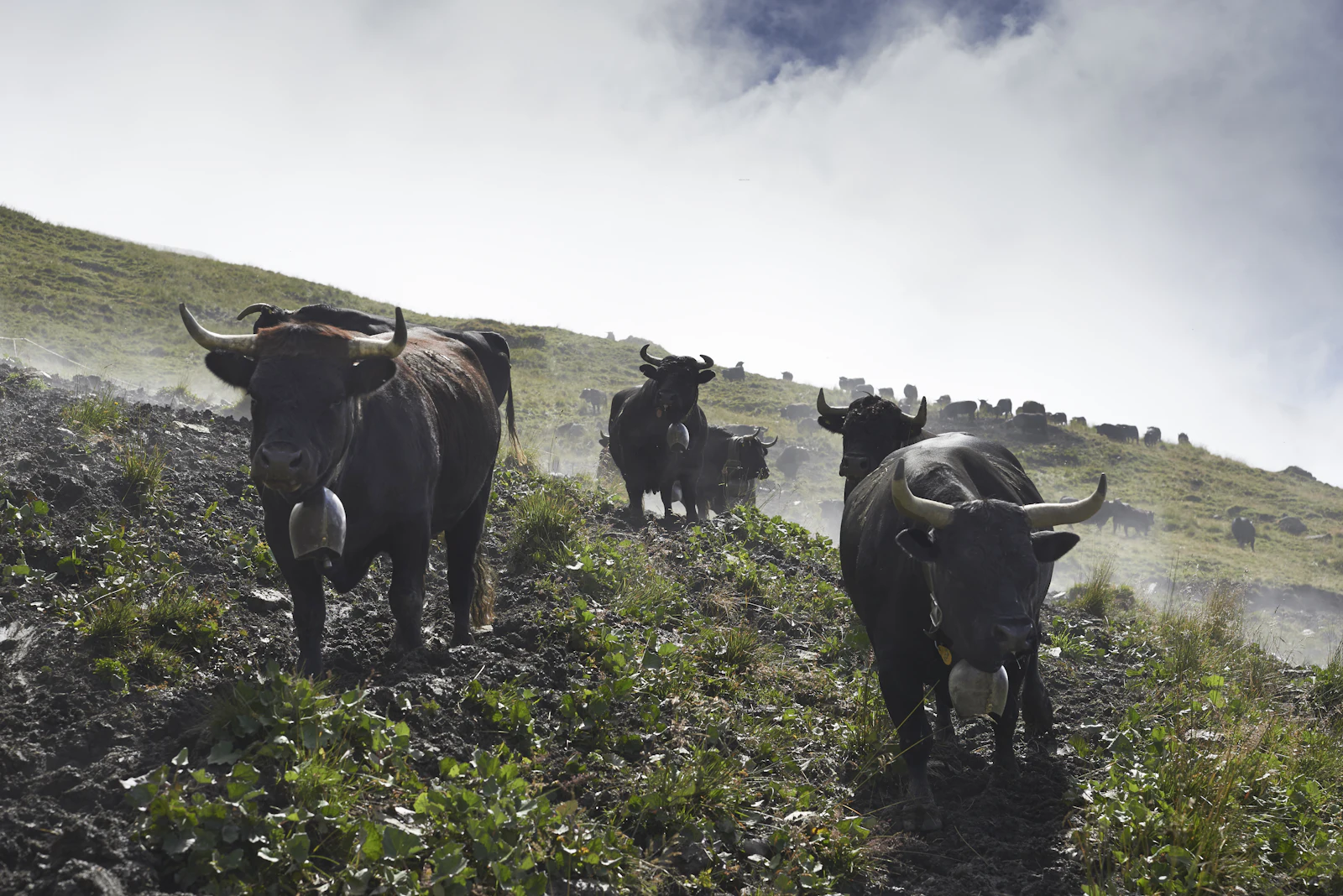 Vaches de la race d'Hérens dans un pré du val d'Hérens, près d'Evolène (Suisse)