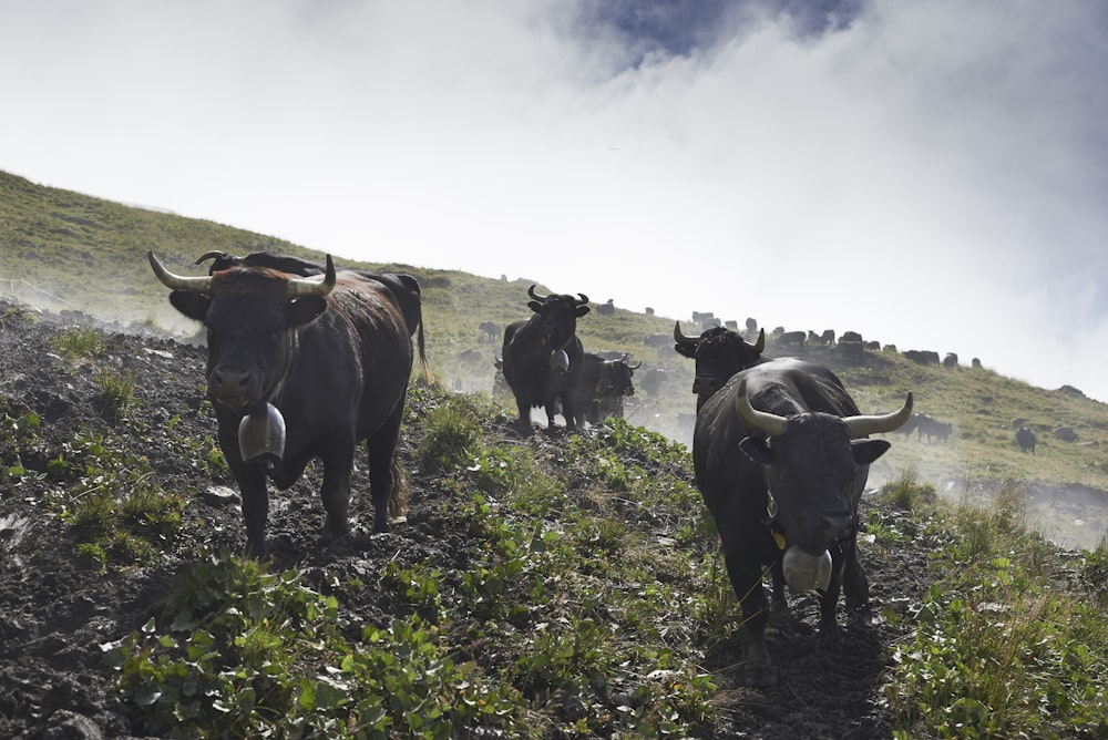 vache noire sur le champ d’herbe verte sous le ciel nuageux blanc pendant la journée