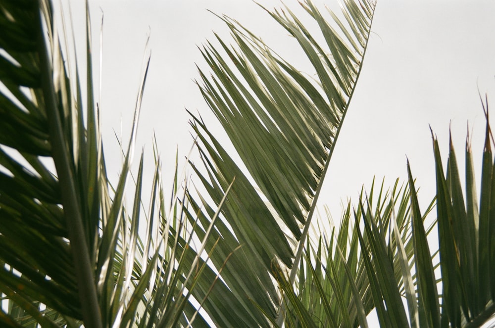 green palm tree under white sky during daytime