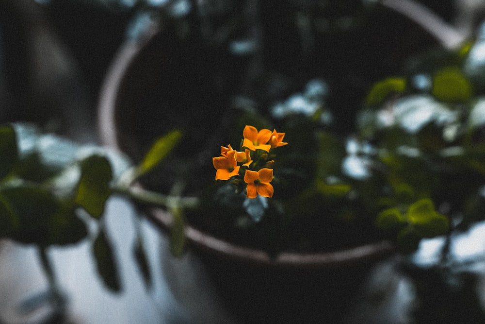 orange flower in brown pot