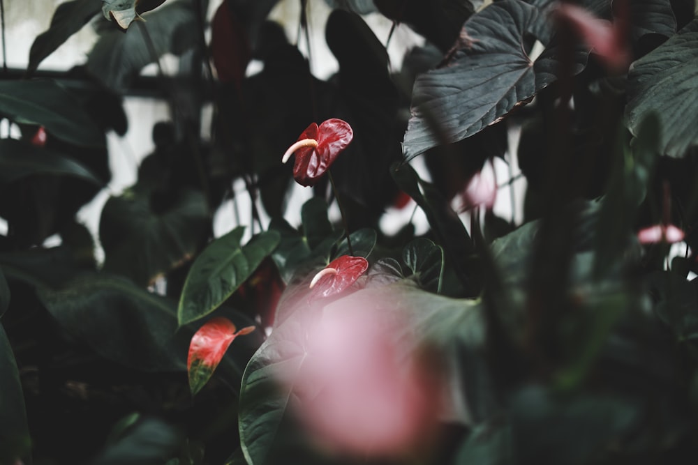 red flower with green leaves