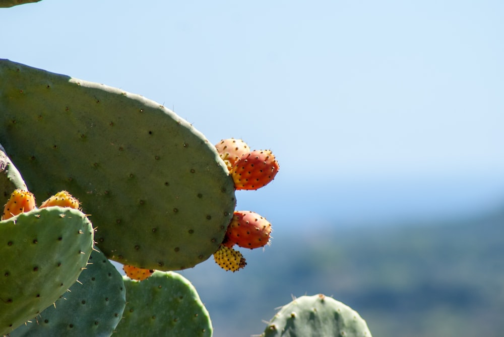 green cactus with red round fruits