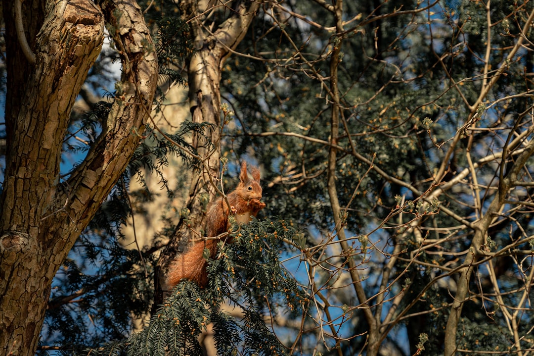 Forest photo spot Copenhagen Borre