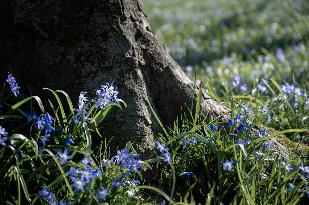 fleurs violettes sur tronc d’arbre brun