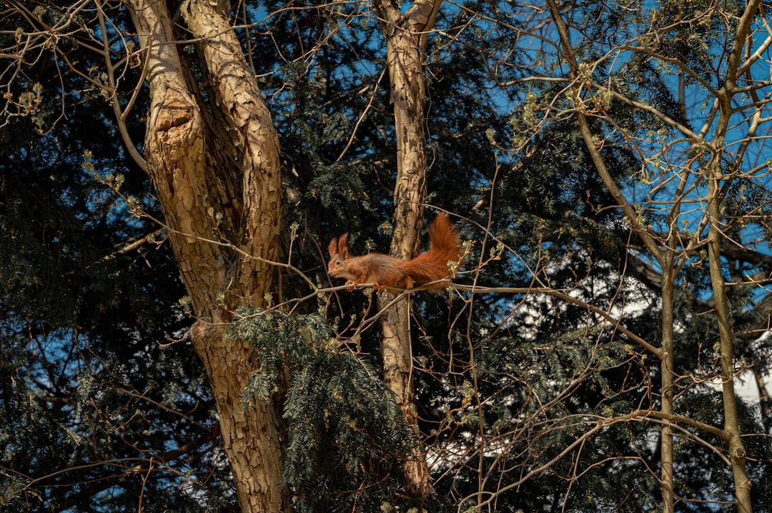 Forest photo spot Copenhagen Borre