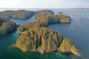 green and brown trees near body of water during daytime