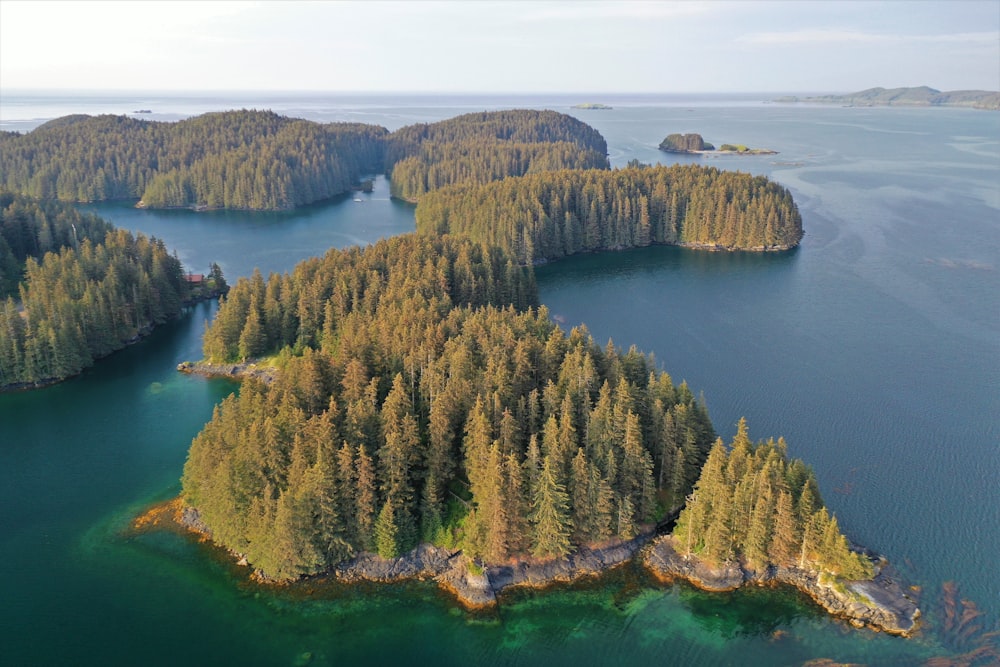 green and brown trees near body of water during daytime