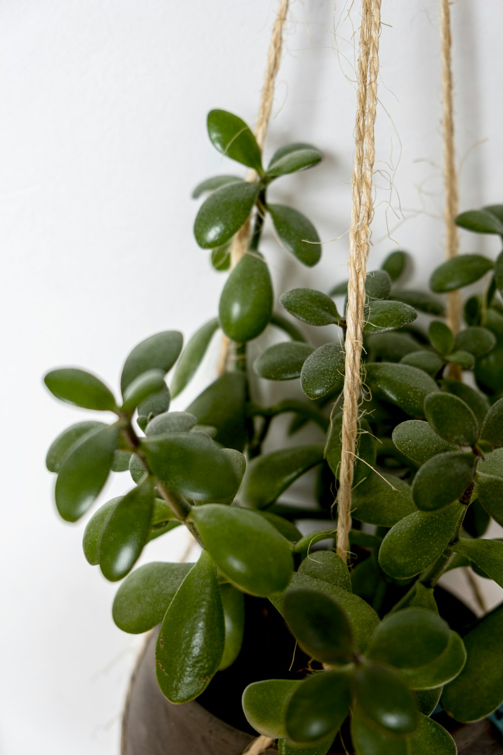 green oval fruit on brown stem