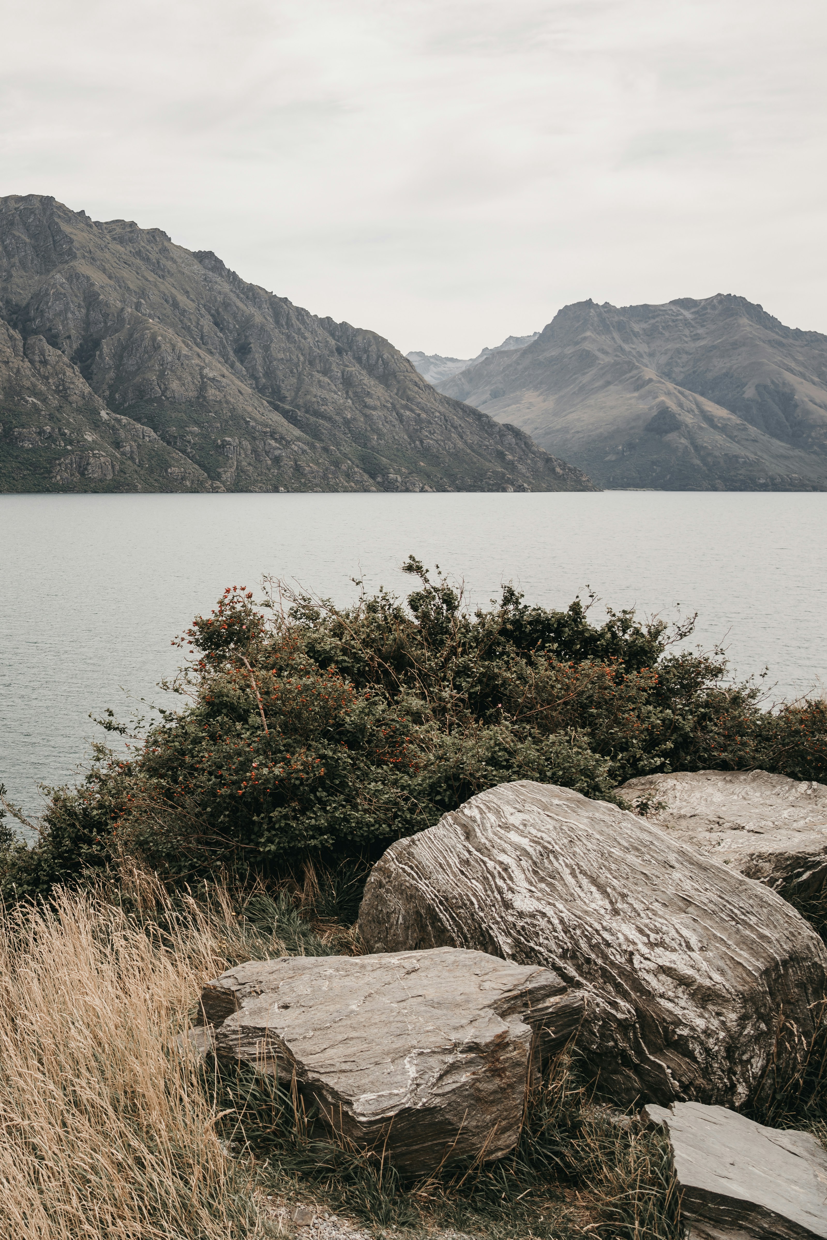 green plants on brown rock near body of water during daytime