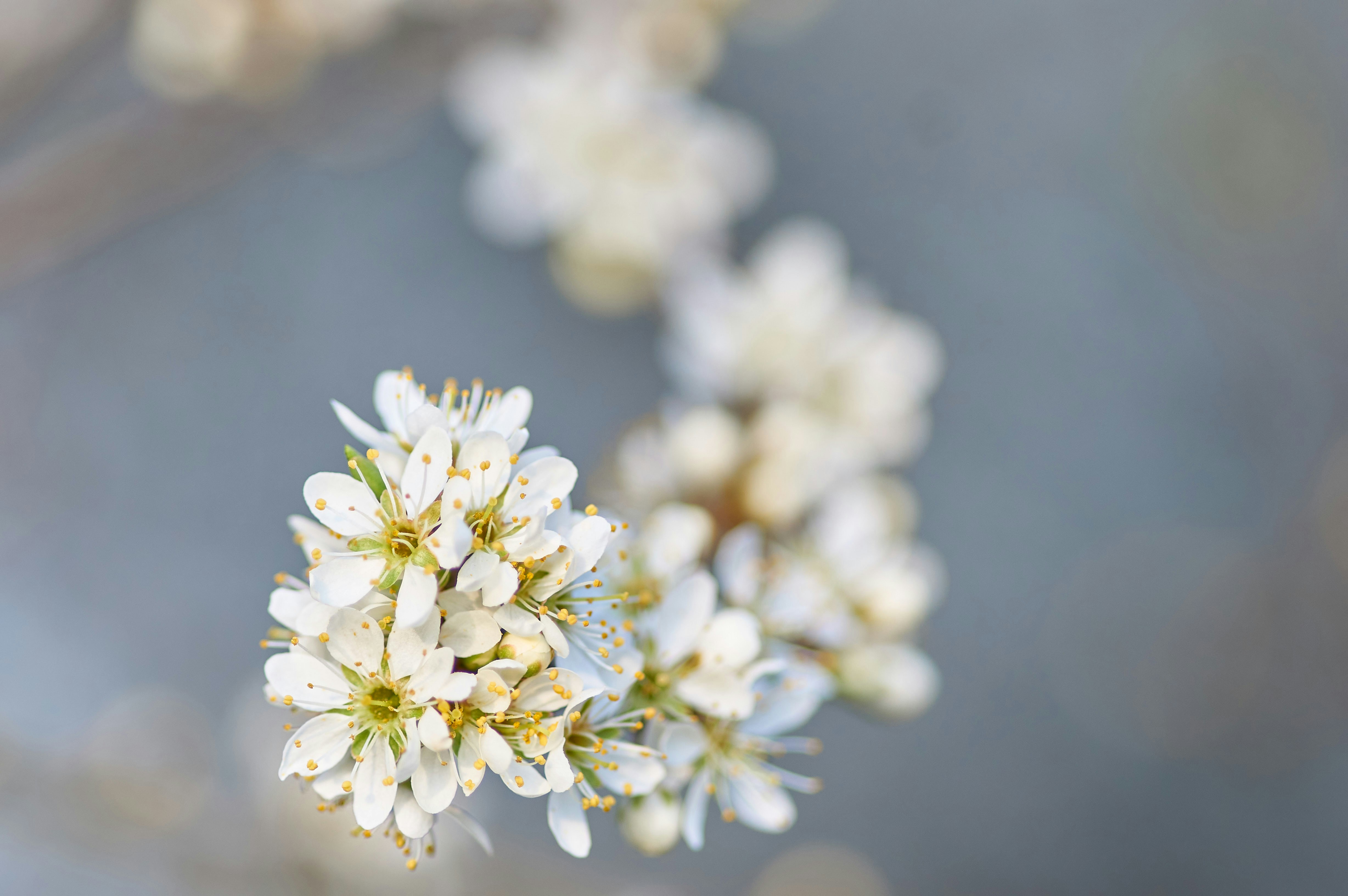 Photo by wolfgang_hasselmann