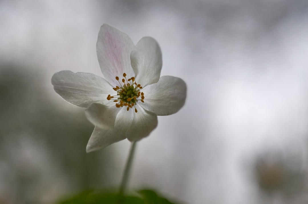 white flower in tilt shift lens