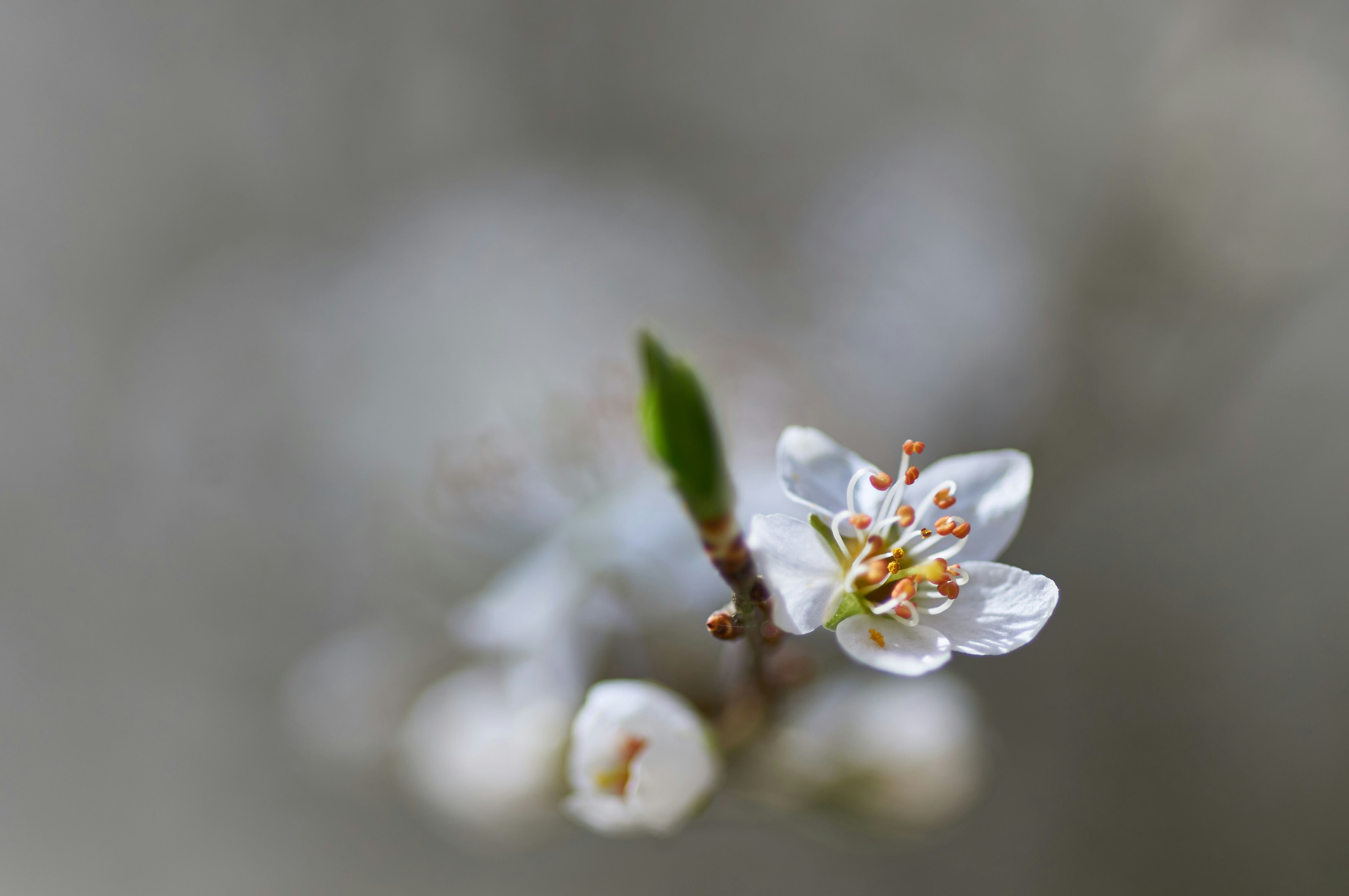 Photo by wolfgang_hasselmann