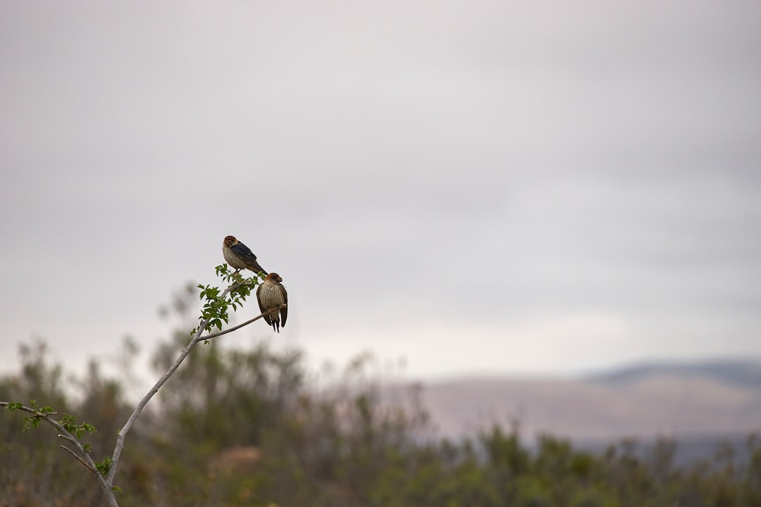 brown bird on brown tree branch during daytime