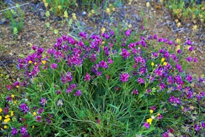 A cluster of hand-painted wildflowers in vibrant watercolor hues.