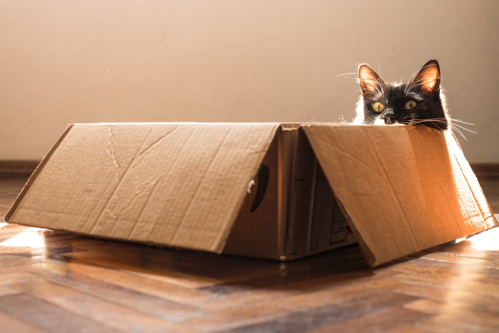gatto bianco e nero in scatola di cartone marrone