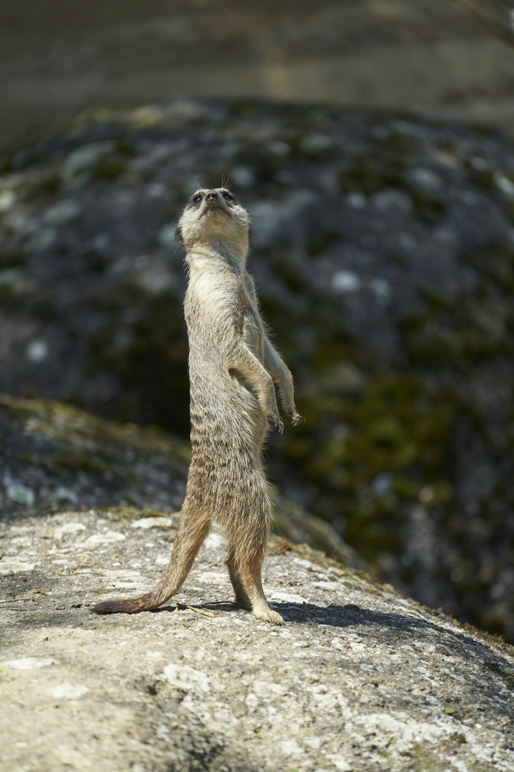 brown and white animal on brown rock