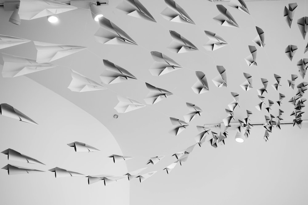 black and white birds flying