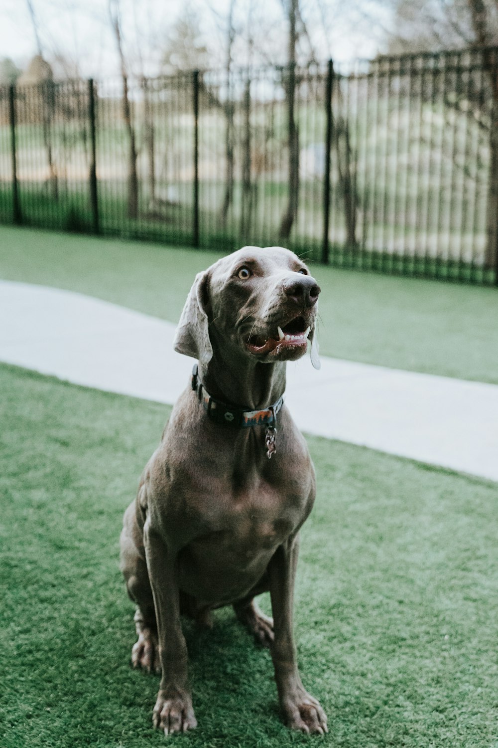 gray short coat large dog on green grass field during daytime