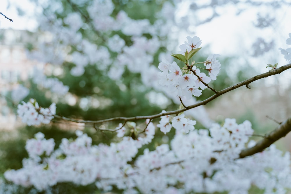 white cherry blossom in close up photography