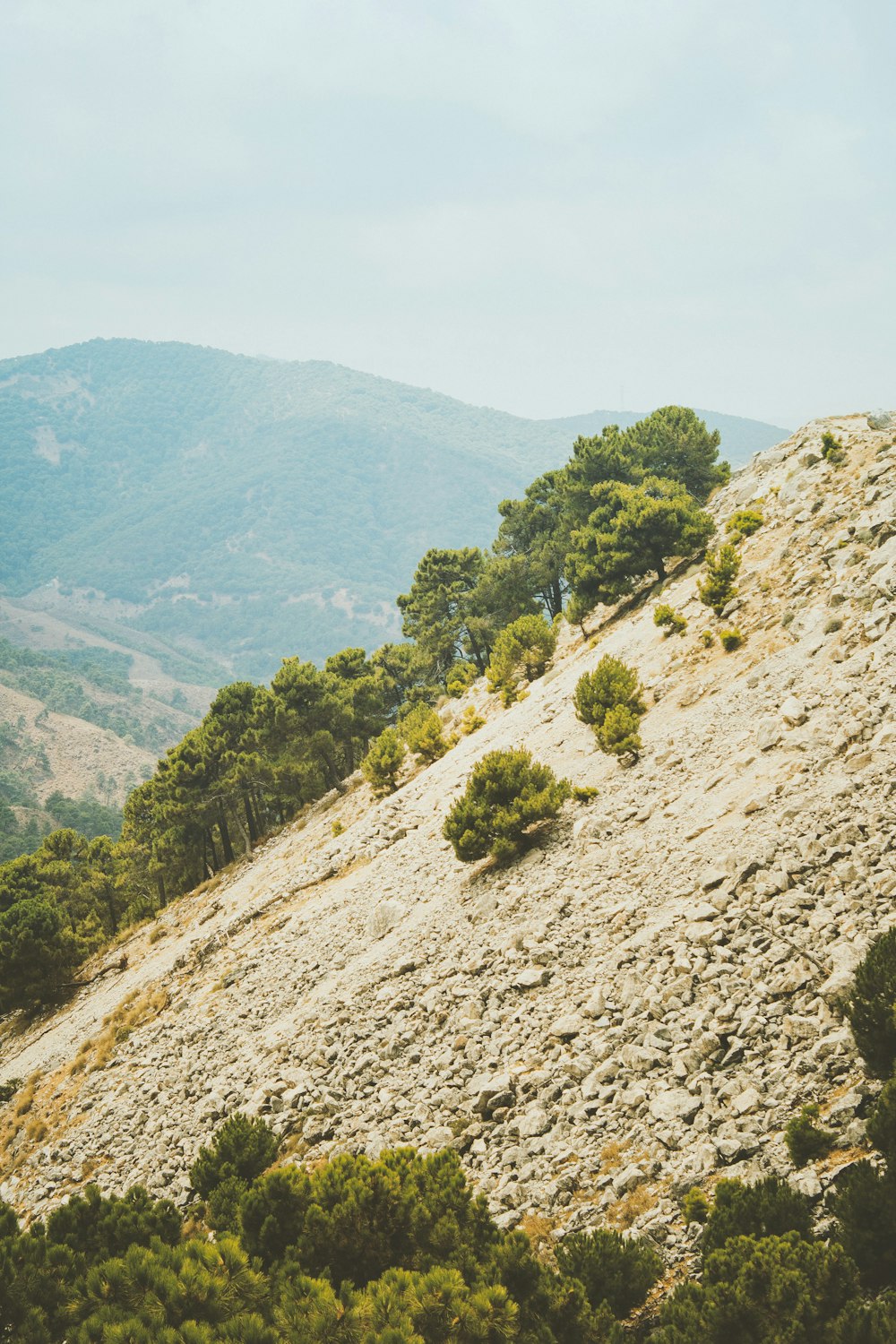 green trees on mountain during daytime