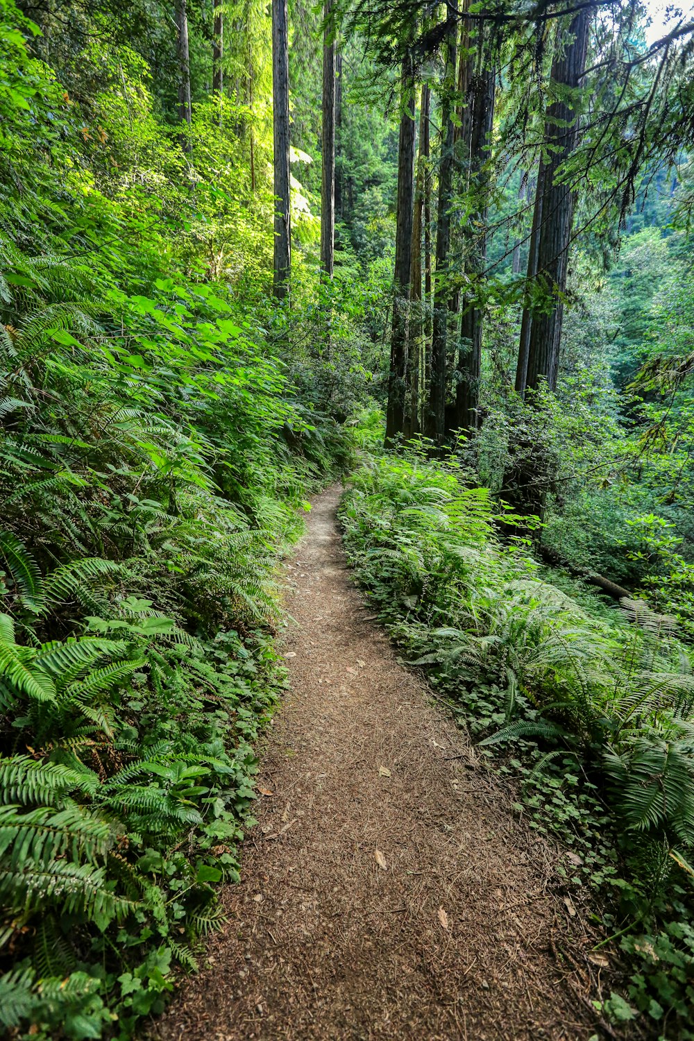 brown dirt road in the middle of green trees