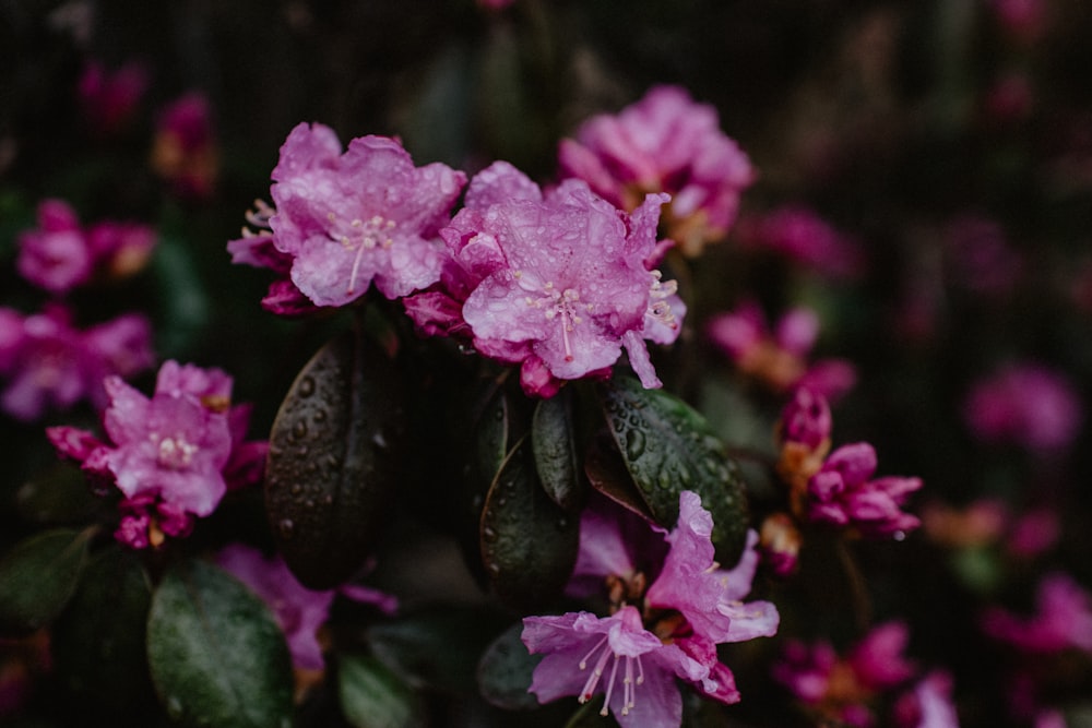 pink flowers in tilt shift lens