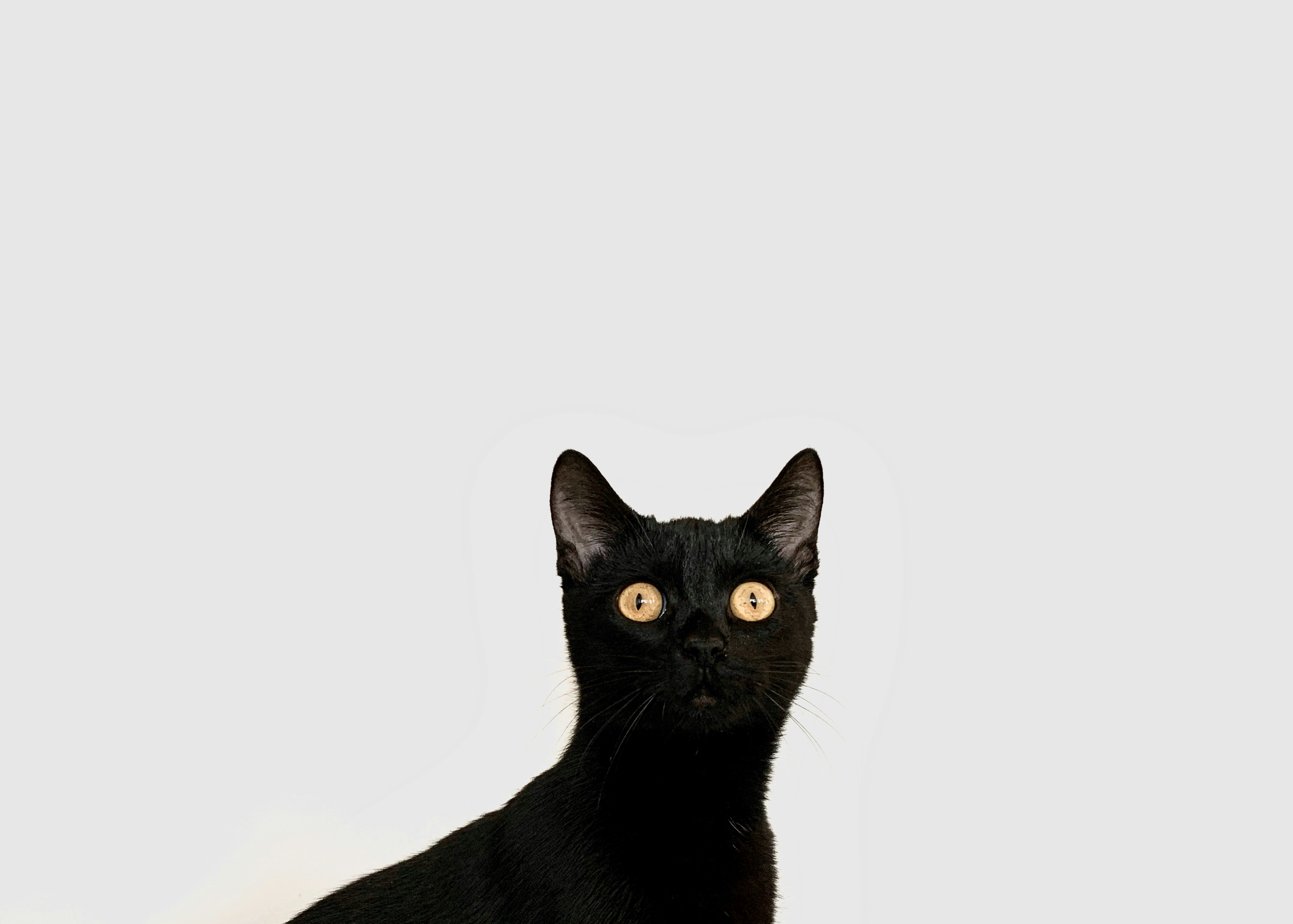 100+ Black Cat Pictures  Download Free Images on Unsplash