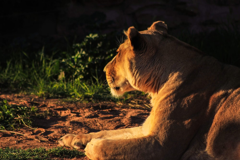 a close up of a lion laying on the ground