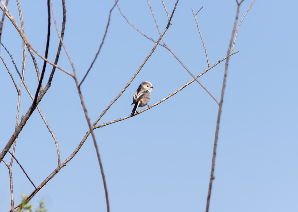pássaro branco e marrom no galho marrom da árvore durante o dia