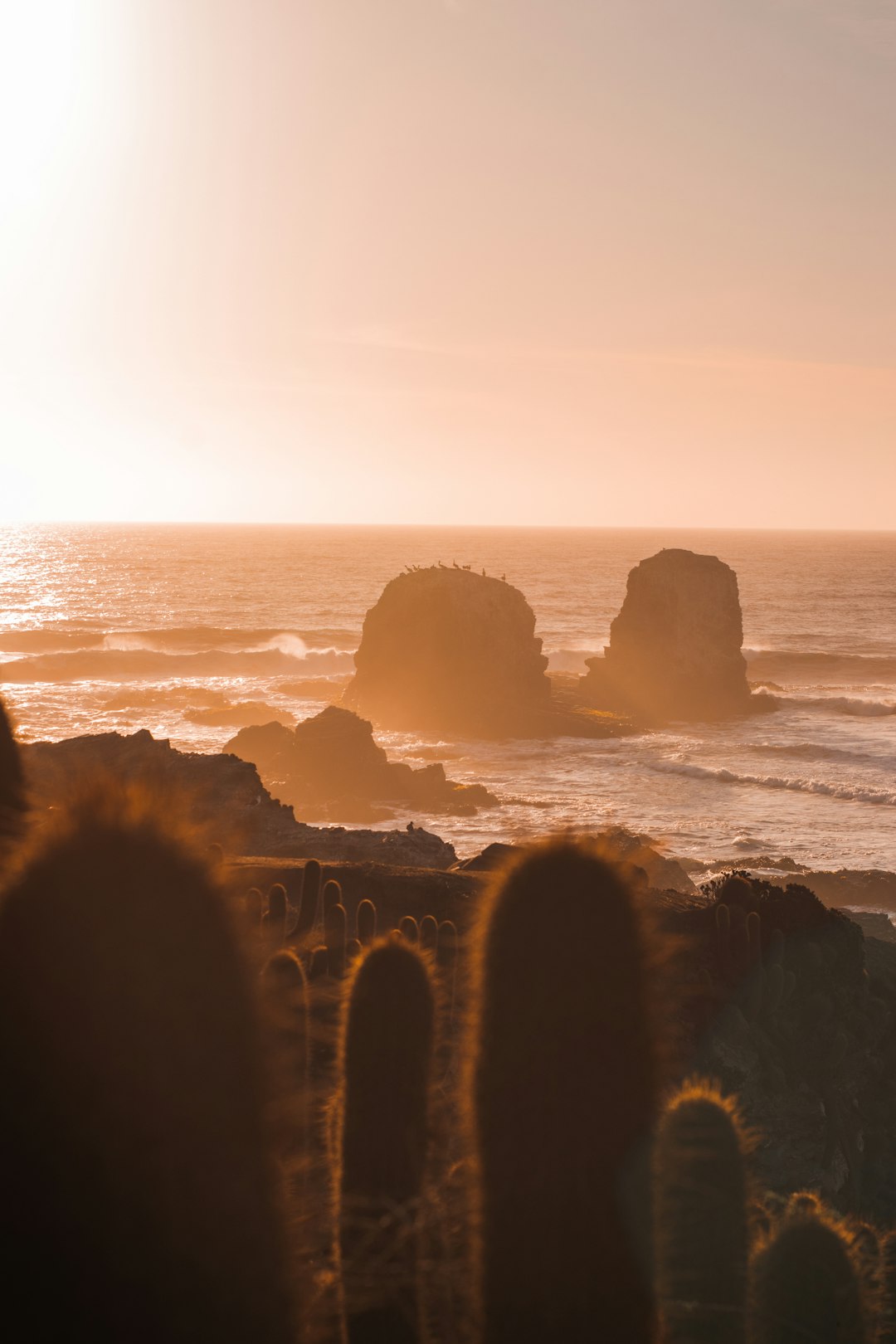 Travel Tips and Stories of Punta de Lobos in Chile