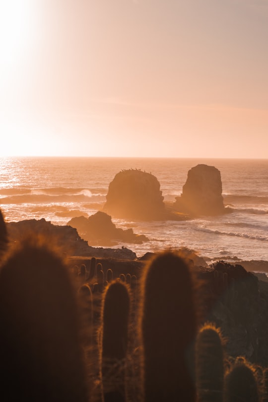 Punta de Lobos things to do in Litueche