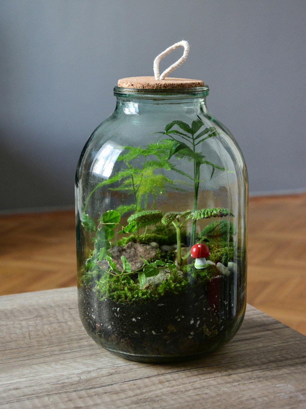 green plant in clear glass jar